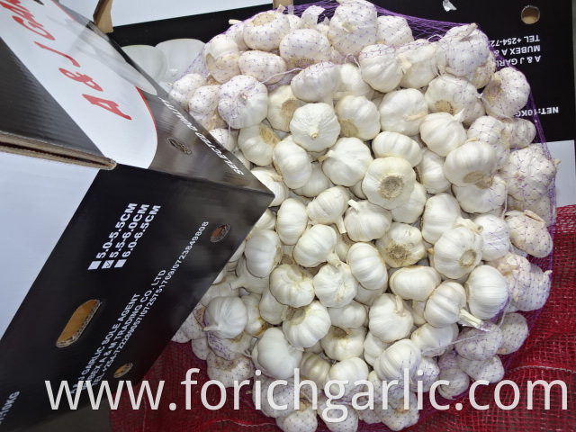 Pure White Garlic Crop 2019